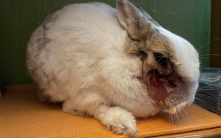 Zbiórka Leczenie stomatologiczne Ciri - zdjęcie główne