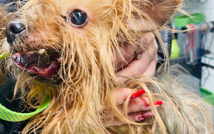 Pies z długą sierścią trzymany przez osobę.