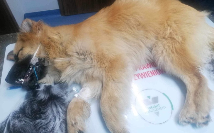 Zbiórka Na hospitalizację szczeniaczka - zdjęcie główne