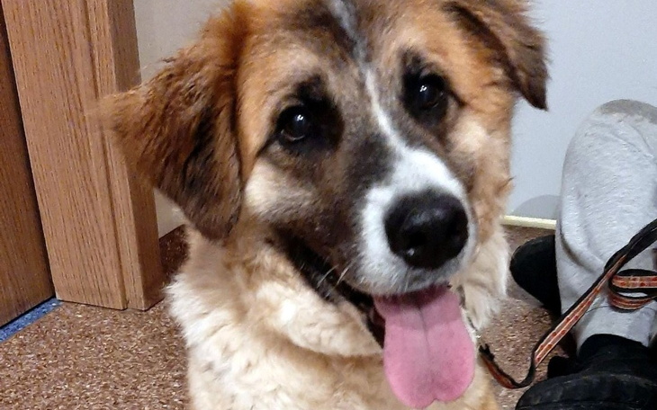 Zbiórka Bezpieczne miejsce dla Suni Sary - zdjęcie główne