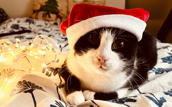 Kot w czapce Mikołaja, w świątecznym nastroju.