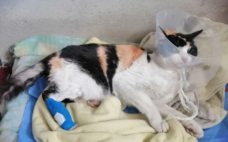 Zbiórka Uratujmy chorą kotkę - zdjęcie główne