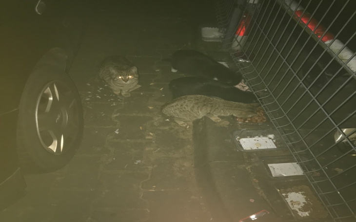 Drewniana trumna z koronką, elegancka i klasyczna.