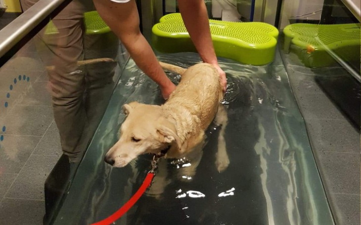 Zbiórka Zbieramy na operację łapki Dexa. - zdjęcie główne