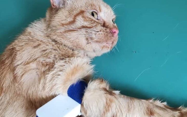 Zbiórka Pomóżcie wyzdrowieć kotkowi. - zdjęcie główne