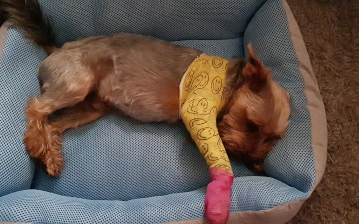 Zbiórka Dodo- na dlasze leczenie - zdjęcie główne