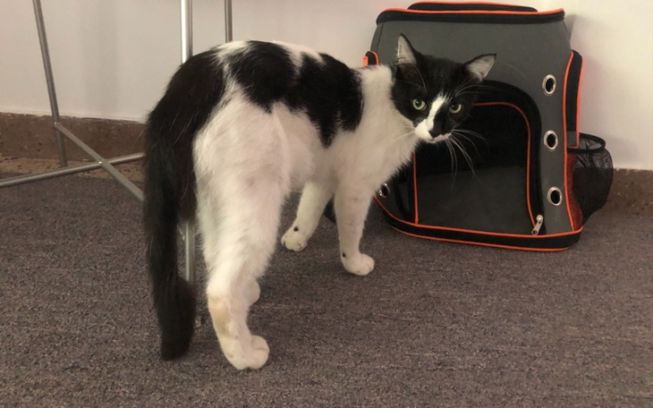 Zbiórka Amputacja ogona Krakersa - zdjęcie główne