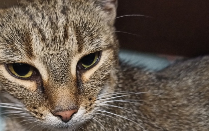 Zbiórka Prosi o swoje życie mocno - zdjęcie główne