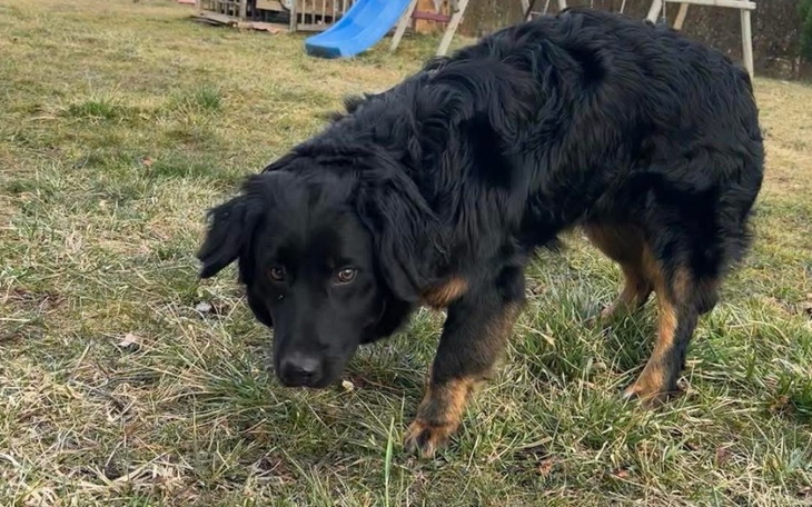 Czarny pies na trawie, z ciekawym spojrzeniem.