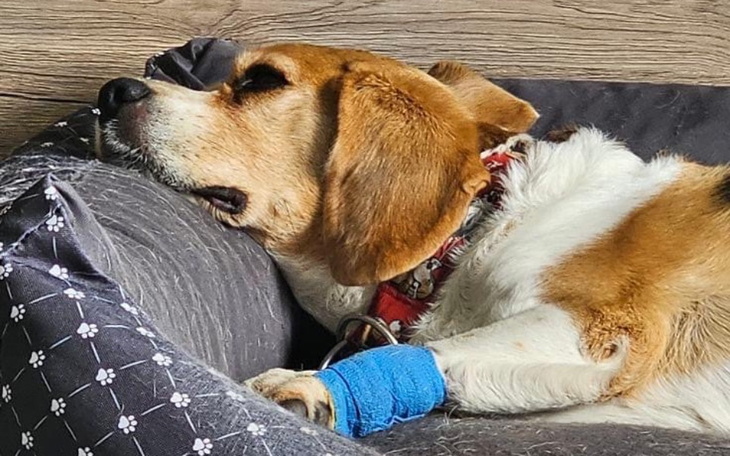 Zbiórka biggie choruje na Cushinga - zdjęcie główne