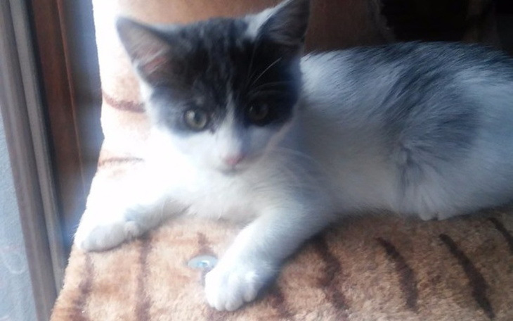 Zbiórka Zbiórka na porzucone koty - zdjęcie główne