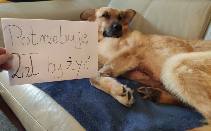 Zbiórka Cud Wigilijny - Rachel - zdjęcie główne