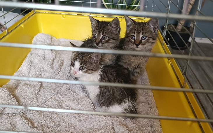 Zbiórka Kociaki ze studni - zdjęcie główne