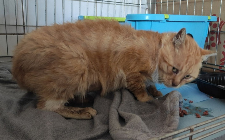 Zbiórka Diagnostyka Piecyka. - zdjęcie główne