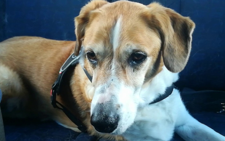 Zbiórka Proszę podaruj mi życie bez bólu - zdjęcie główne