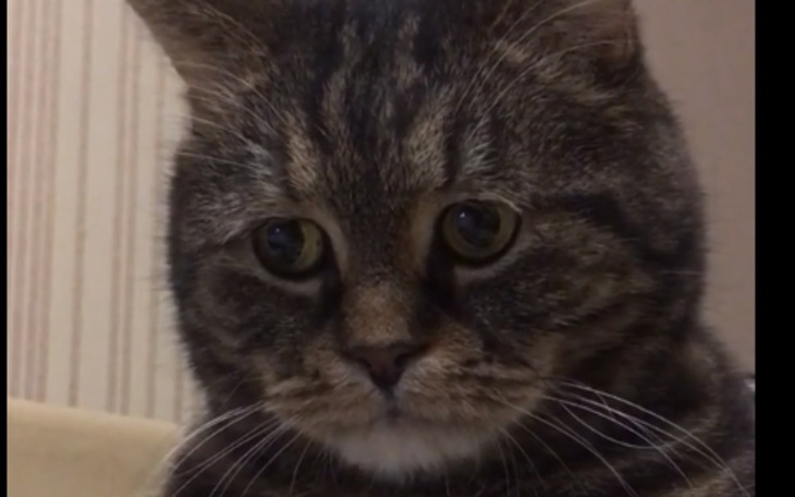 Zbiórka Kotek dla Wiewiura ksywa - zdjęcie główne