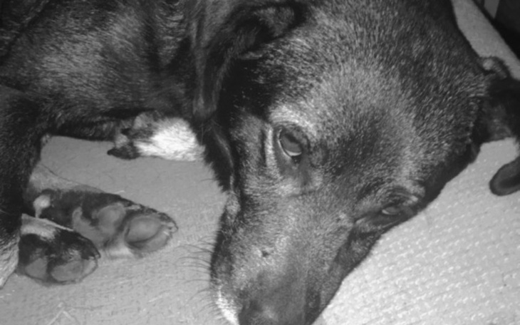 Zbiórka Zbiórka dla pieska lakiego - zdjęcie główne