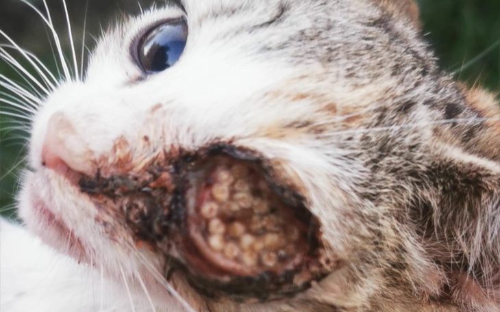 Kot z uszkodzoną skórą na policzku, z wyraźnymi ranami.