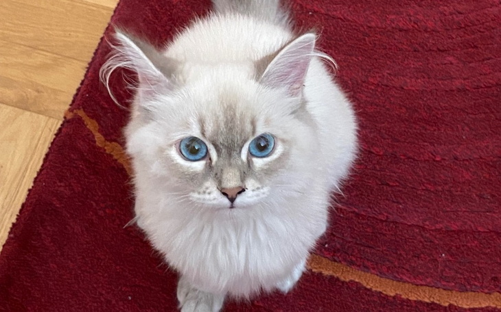 Zbiórka Nadzieja dla Whisy - zdjęcie główne