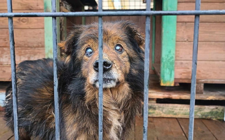 Zbiórka Dziadzio dostanie pomoc,transpor - zdjęcie główne