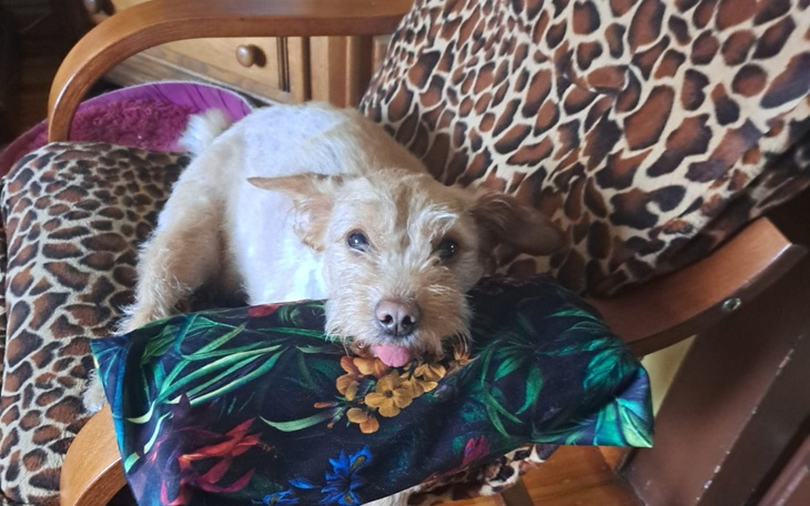 Pies odpoczywający na poduszce w kolorowym otoczeniu.