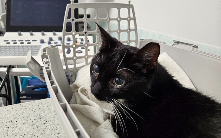 Czarny kot w transporterze, czekający na wizytę u weterynarza.