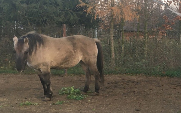 Zbiórka Na leczenie Gai - zdjęcie główne