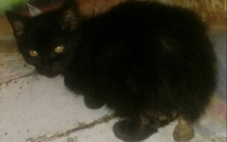 Zbiórka Martwica pochłania ogonek Nemo! - zdjęcie główne