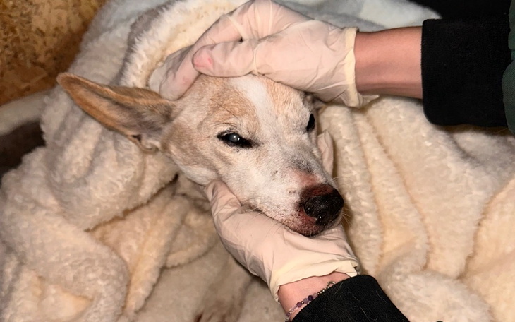 Zbiórka Pomoc dla konającego pieska - zdjęcie główne