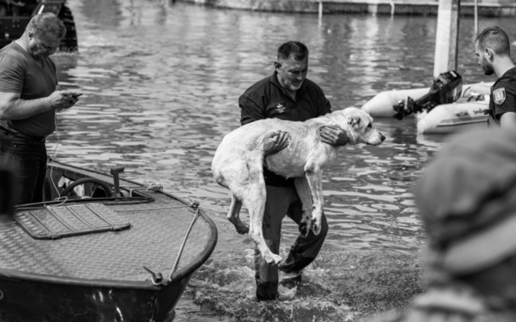 Zbiórka Daj życie zwierzętom z Ukrainy - zdjęcie główne