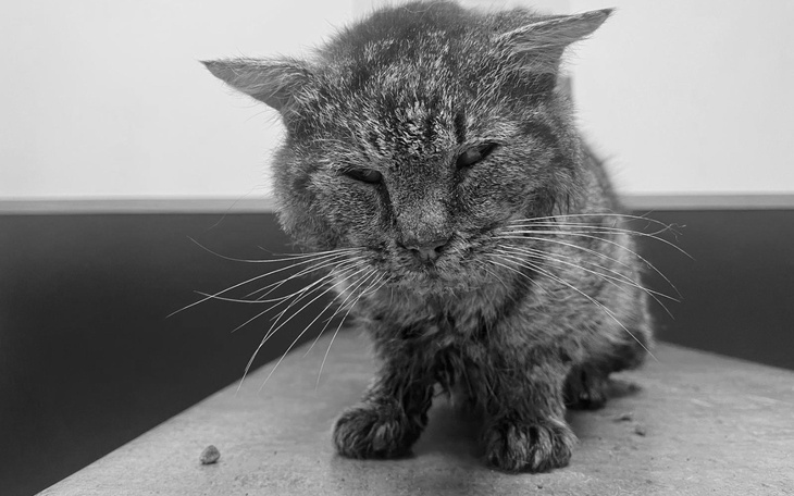 Smutny kot z długimi wąsami, siedzący na stole.