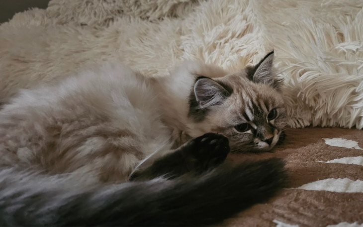 Zbiórka Ukochany kotek mojego synka umie - zdjęcie główne