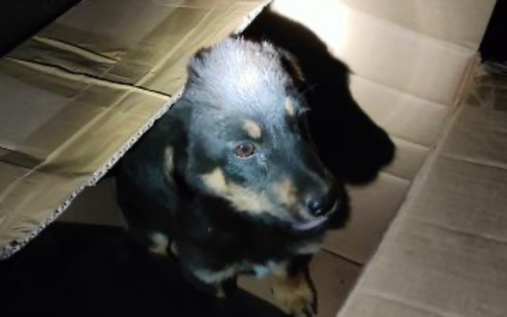 Zbiórka Niewidomy szczeniak PILNE - zdjęcie główne