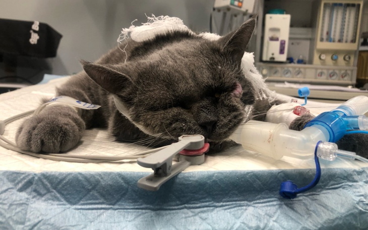 Zbiórka Zabieg Timiego - zdjęcie główne