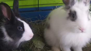 Zbiórka Sterylizacja i kastracja kólików - miniaturka zdjęcia