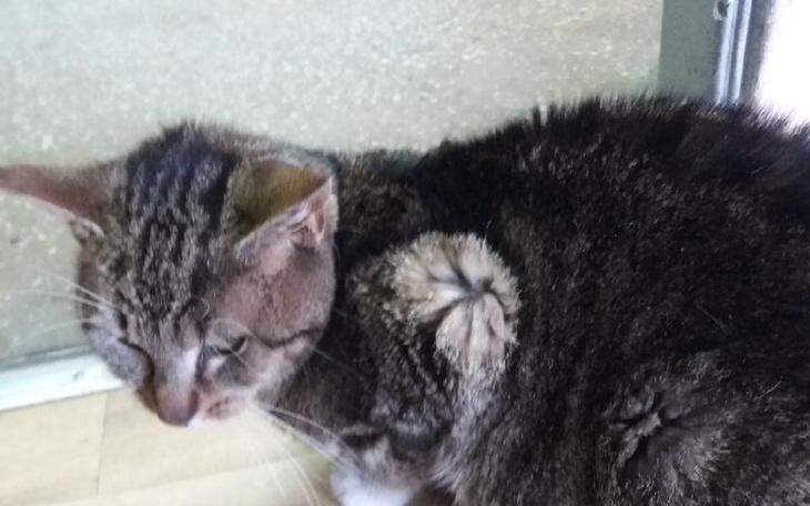 Zbiórka Ratujmy Kotka śmiertelnie chory - zdjęcie główne