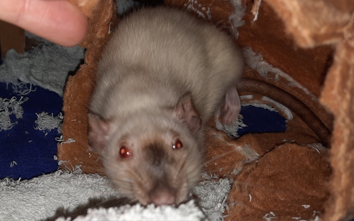 Zbiórka Ratunek dla Helenki - zdjęcie główne