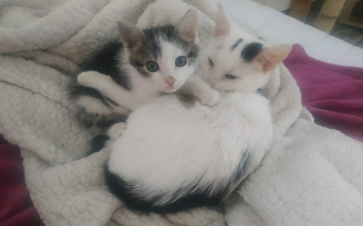 Zbiórka Pomoc dla Zwierząt z Sulejówka - zdjęcie główne