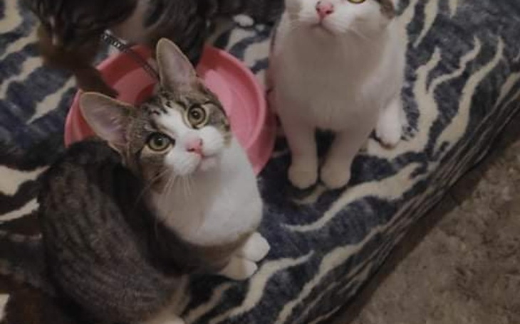 Zbiórka Jedzonko dla bezdomniakw - zdjęcie główne