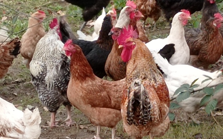 Zbiórka Nowe szczęśliwe kury - zdjęcie główne