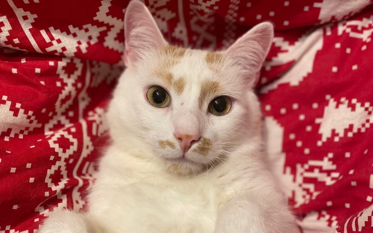 Zbiórka Uratujmy Milusia - zdjęcie główne