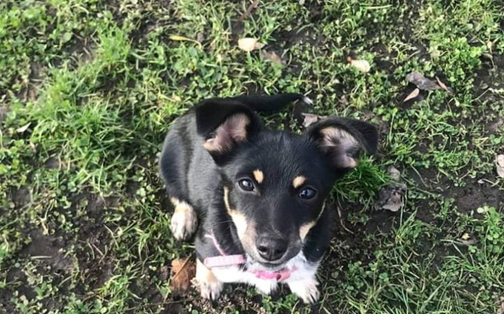 Zbiórka Bezdomniaki Pani Beaty - zdjęcie główne