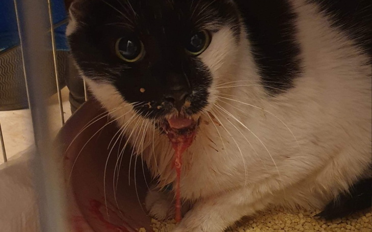 Zbiórka Chce tylko żyć bez bólu... - zdjęcie główne