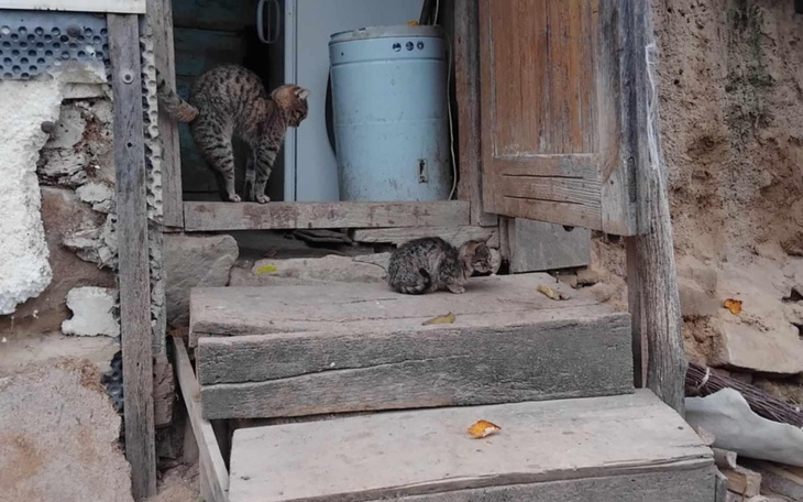 Dwa koty bawią się na schodach przed domem.