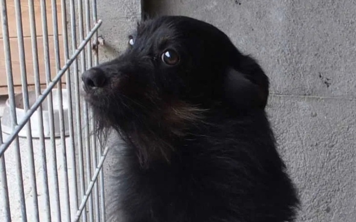 Zbiórka Podróż ze schroniska - zdjęcie główne