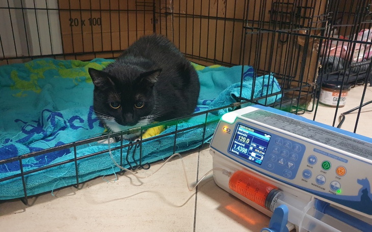 Czarny kot leżący w klatce obok urządzenia medycznego.
