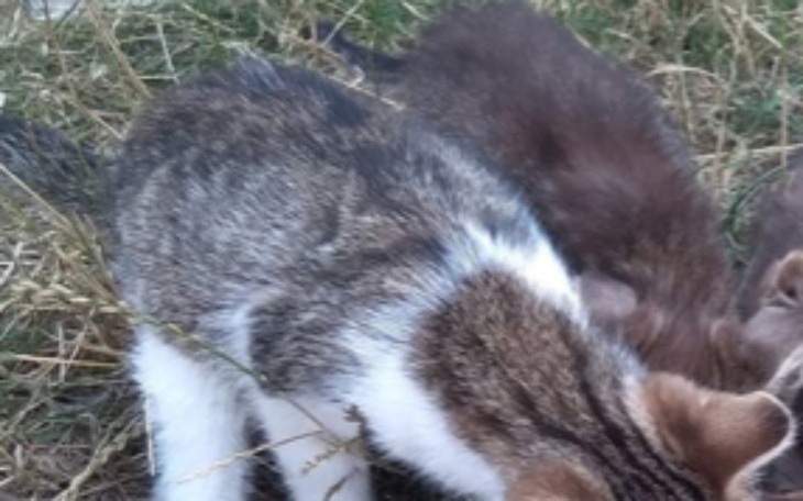 Zbiórka Jedzenie dla kotów - zdjęcie główne