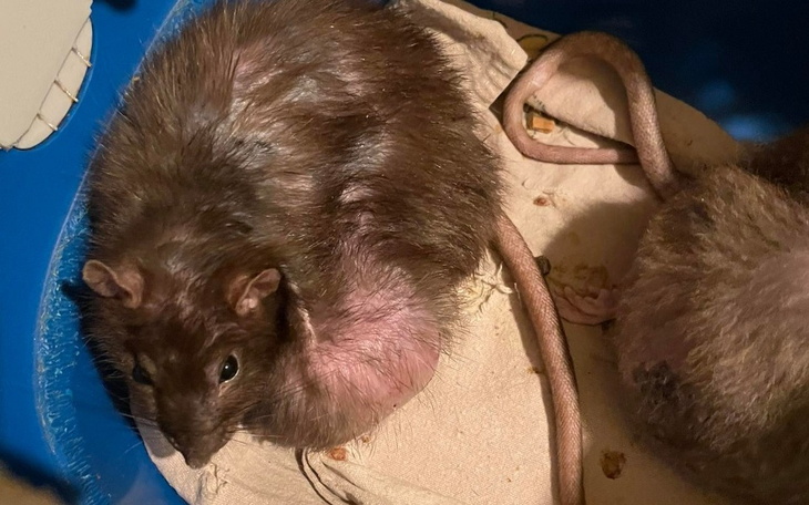 Zbiórka Szczury z meliny - zdjęcie główne