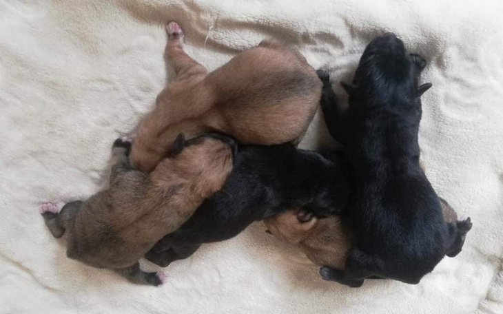 Szczenięta leżące razem na miękkim podłożu.