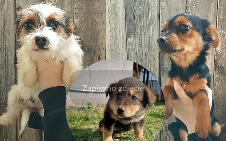 Wnętrze w grze Minecraft z dekoracjami i skrzynią.